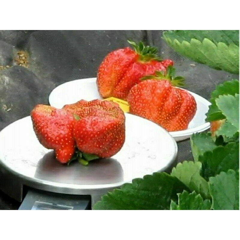 Клубника Кэбот