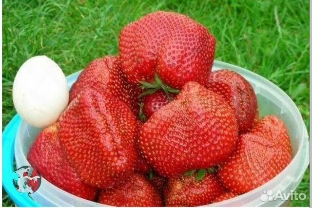 Клубника Кипча