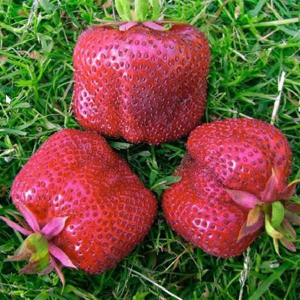 Клубника Кисс Неллис