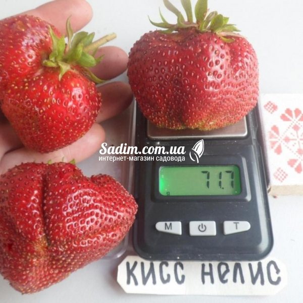 Клубника Кисс Неллис