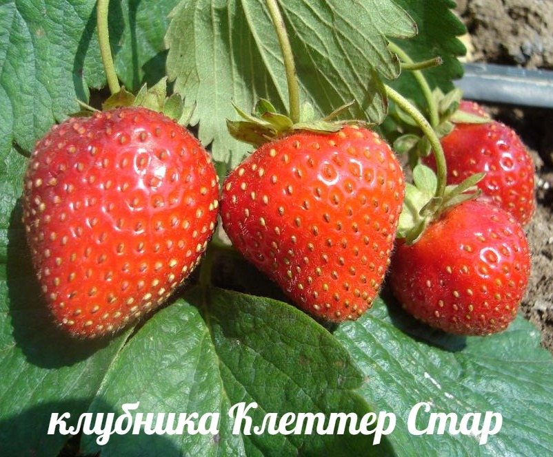 Клубника Клеттер Стар