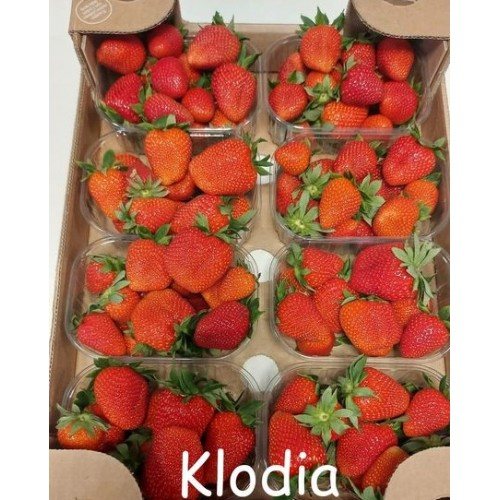 Клубника Клодия