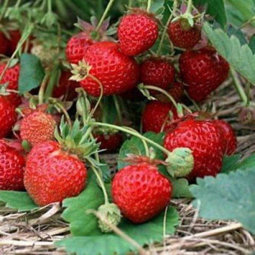 Клубника Кокинская ранняя