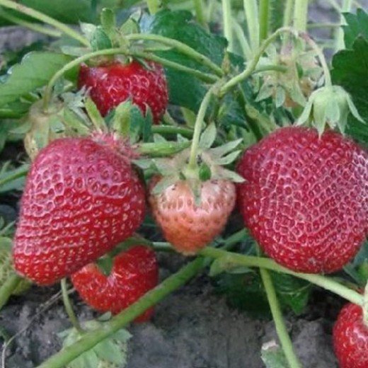 Клубника Кокинская заря