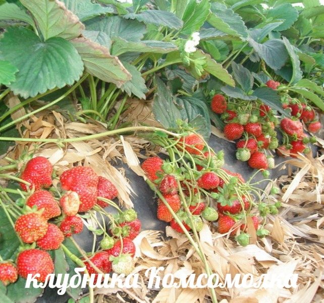 Клубника Комсомолка