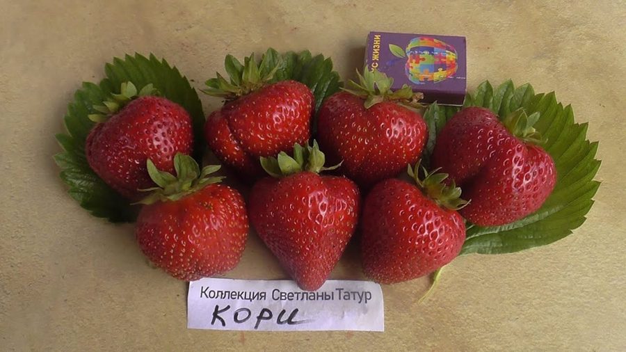Клубника Кори