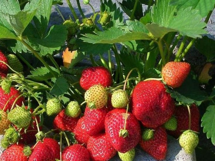 Земляника Королева Елизавета