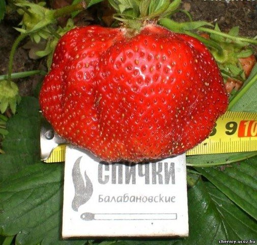 Клубника Коррадо