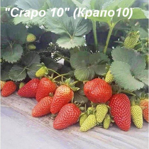 Клубника Крапо 10