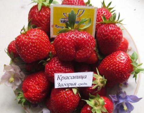 Клубника Красавица Загорья