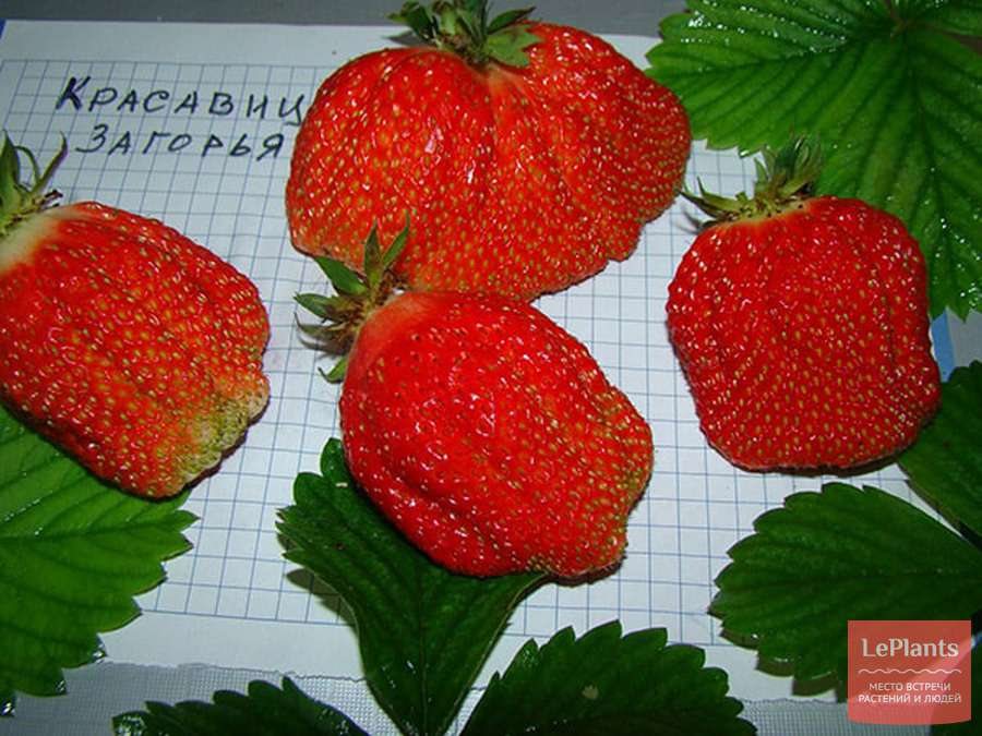 Клубника Красавица Загорья