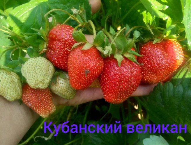 Клубника Кубанский великан