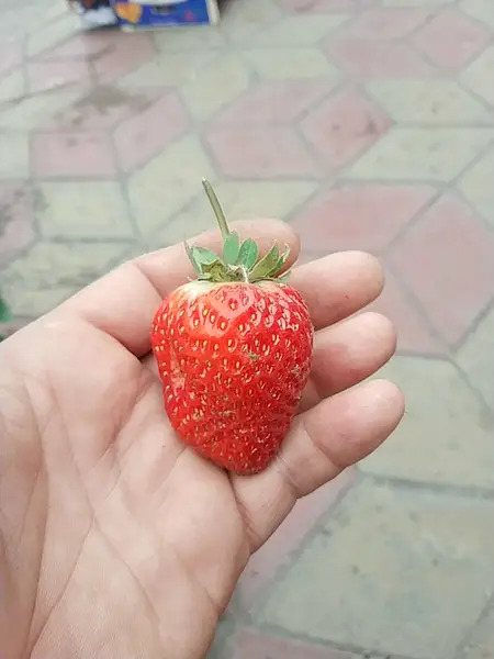 Клубника Кубанский великан