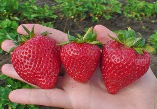 Клубника Ламбада