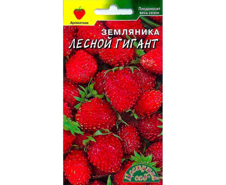 Земляника Лесной гигант