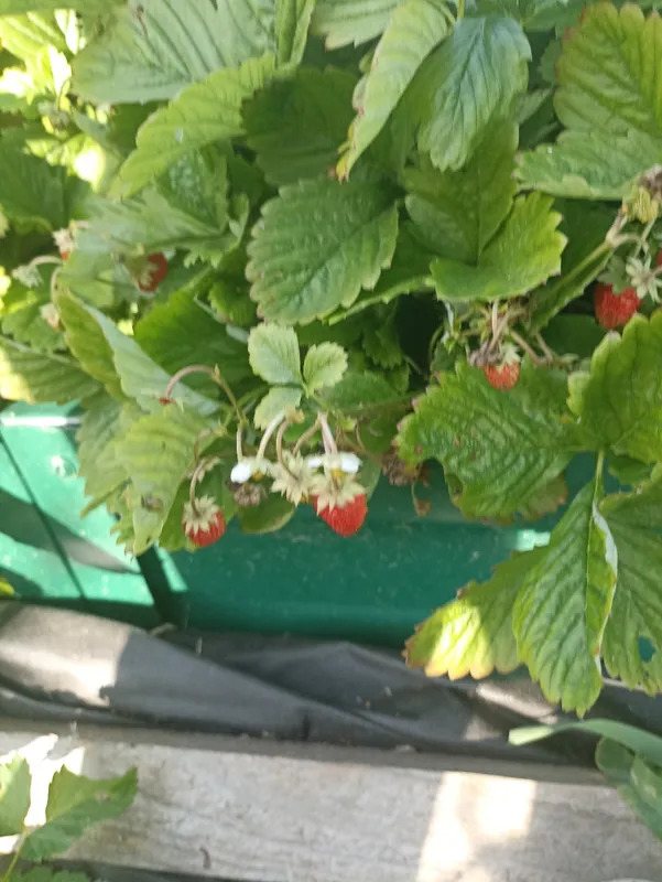 Земляника Лесной гигант