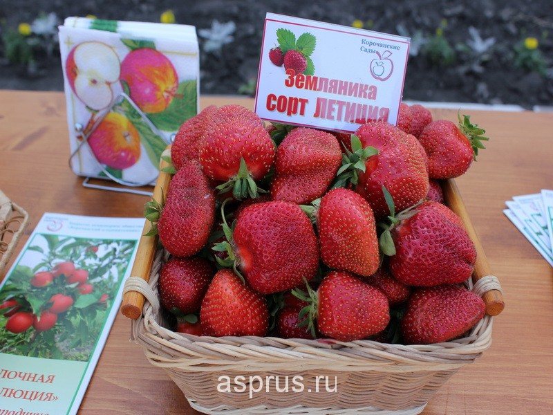 Клубника Летиция
