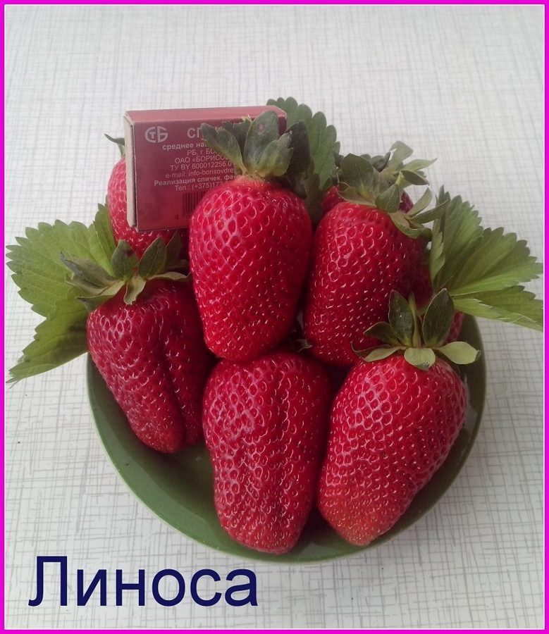 Клубника Линоса