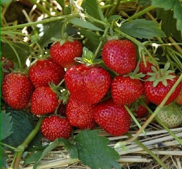 Клубника Лия Сахарная