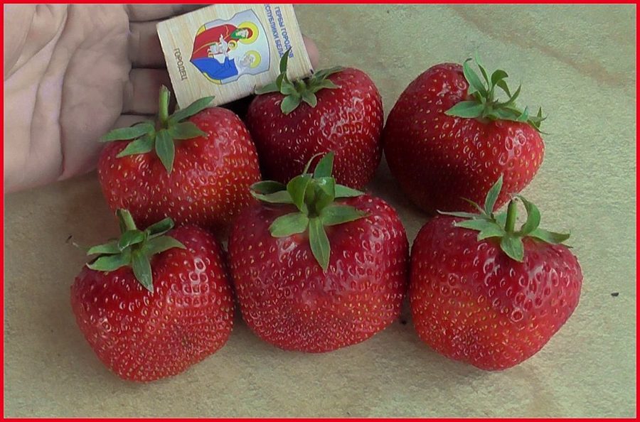 Клубника Лия Сахарная