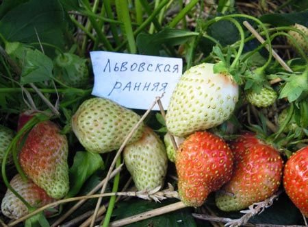 Клубника Львовская ранняя