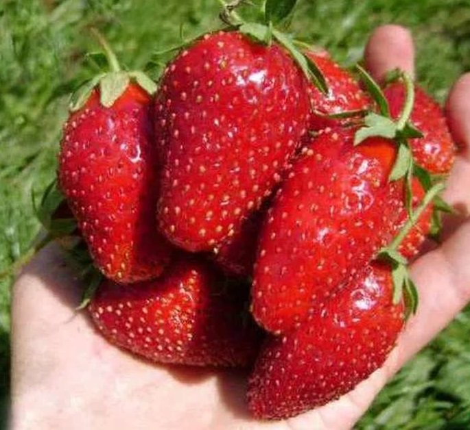 Клубника Львовская ранняя
