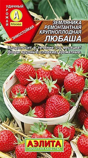 Земляника Любаша ремонтантная