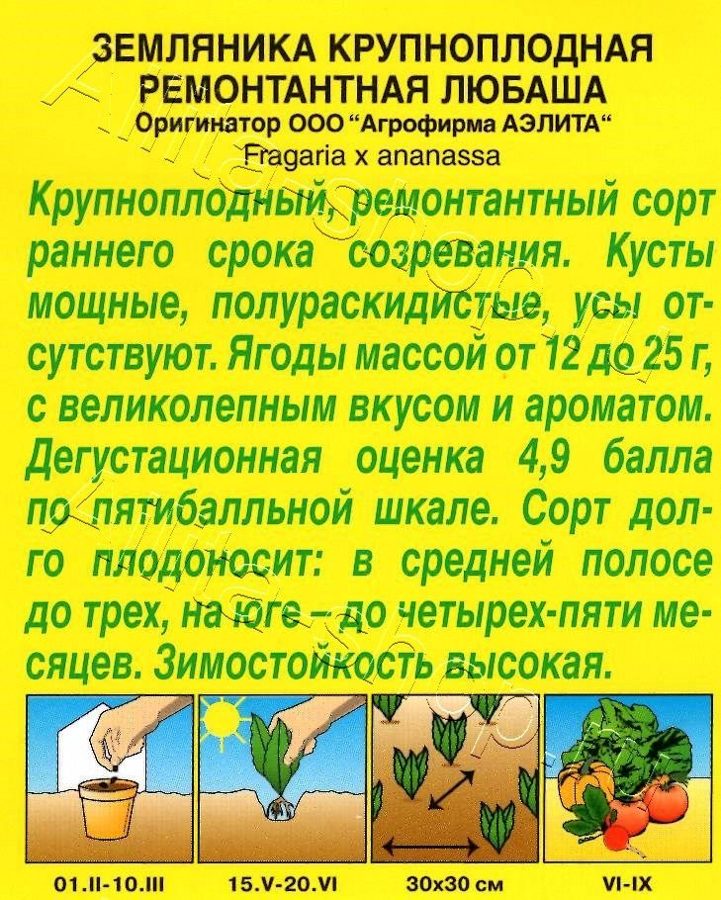 Земляника Любаша ремонтантная