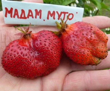 Клубника Мадам Муто