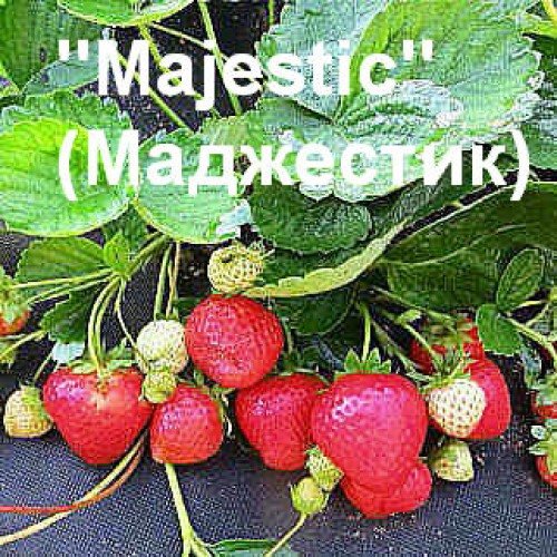 Клубника Маджестик