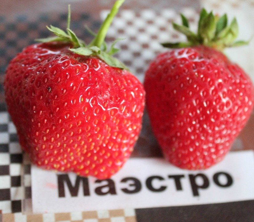 Клубника Маэстро