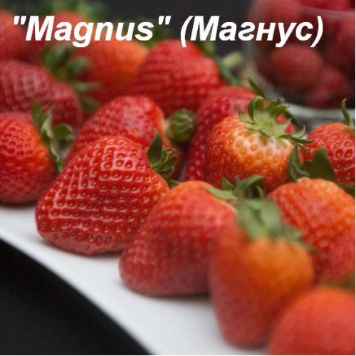 Клубника Магнус