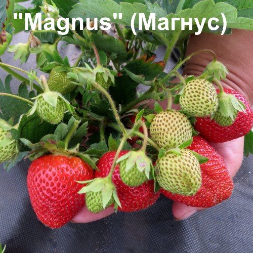 Клубника Магнус