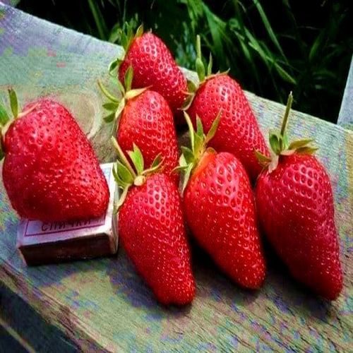 Клубника Майя