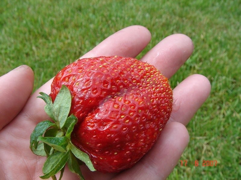 Клубника Максим