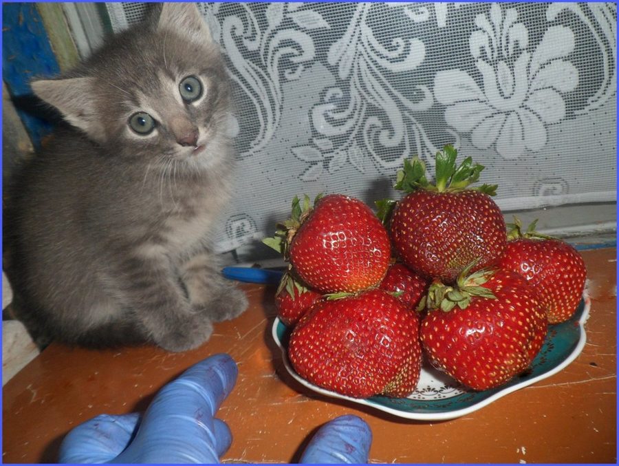 Клубника Мальвина