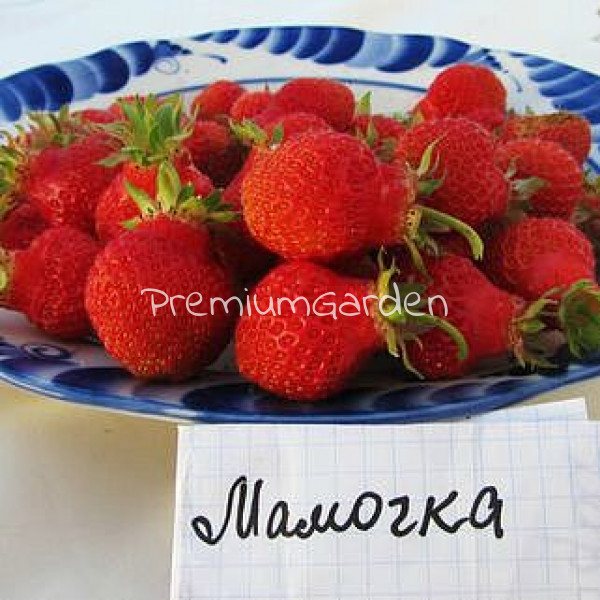 Клубника Мамочка
