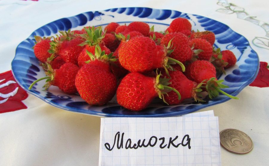 Клубника Мамочка