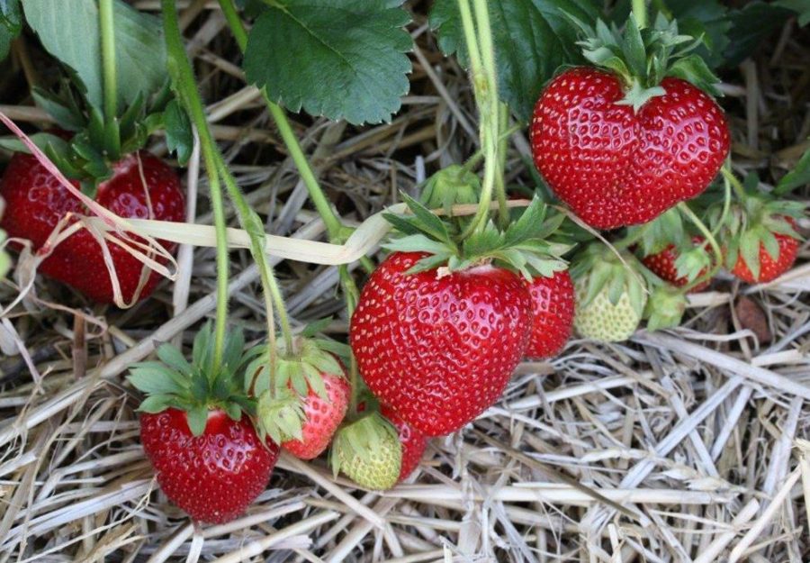 Клубника Мариека