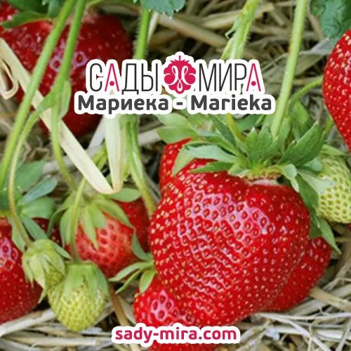 Клубника Мариека