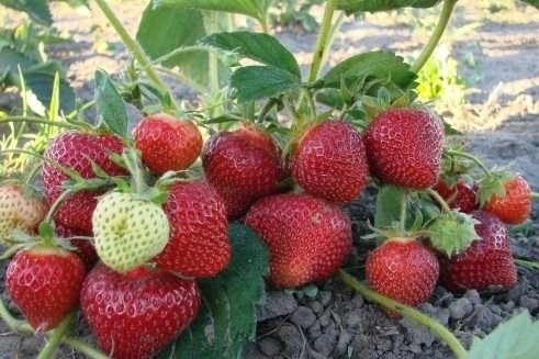 Клубника Мармелада