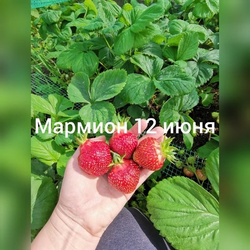Клубника Мармион