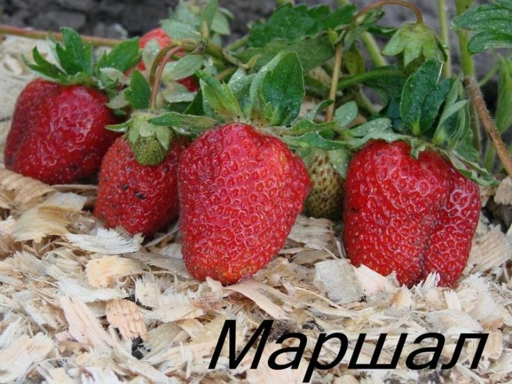 Клубника Маршал