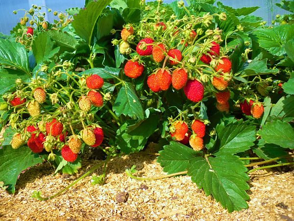 Клубника Машенька