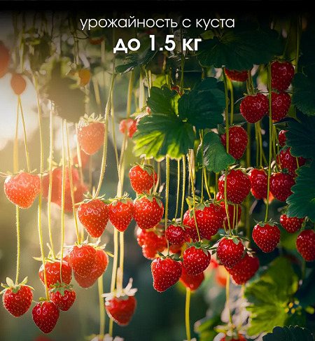 Клубника Медовая лиана