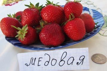 Клубника Медовая