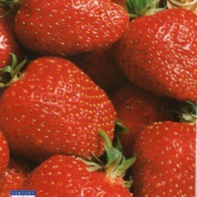 Земляника Медовый вкус F1