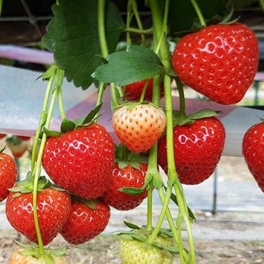 Клубника Моллинг Аллюр