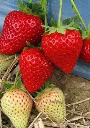 Клубника Моллинг Эйс