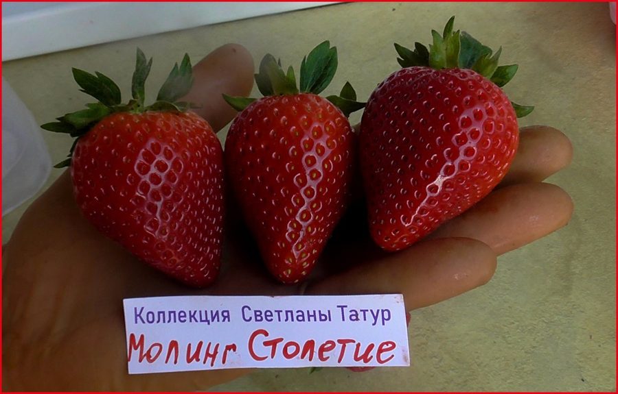 Клубника Моллинг Столетие